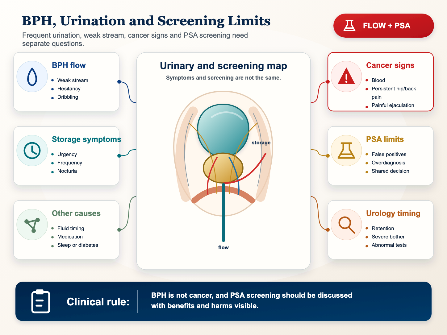 Medical infographic showing BPH, bladder symptoms, nocturia and screening context