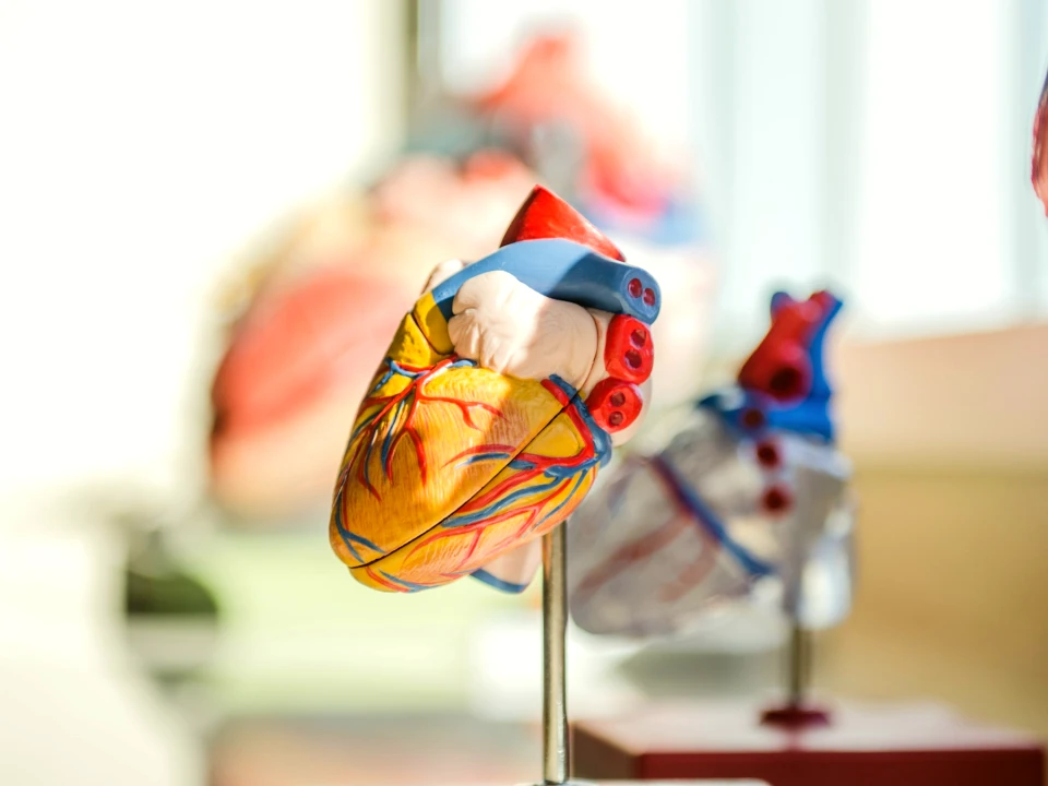 Erection Health and Cardiovascular Risk