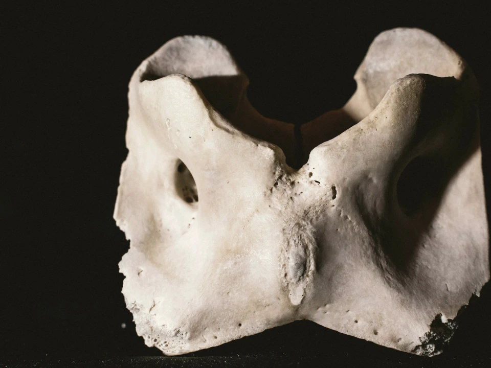Male Pelvic Floor: Anatomy and Function