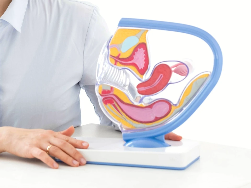 Male Reproductive Organs: Simple Guide
