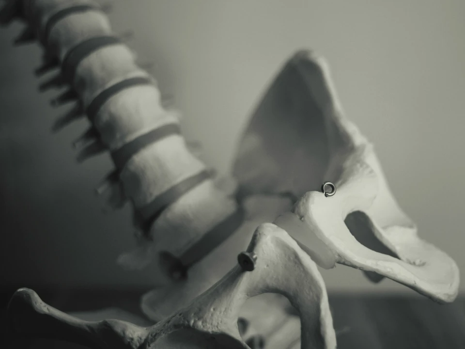 Nerves and Blood Flow in the Male Pelvis