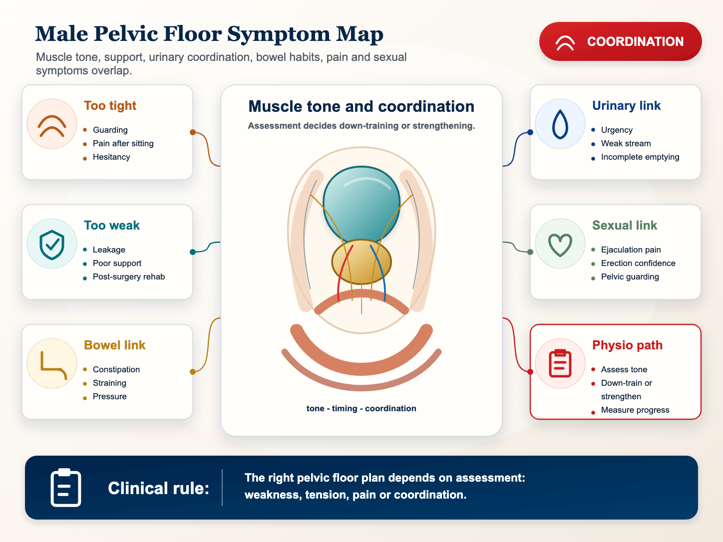 Detailed medical infographic showing male pelvic floor muscles, bladder, prostate, bowel and symptom overlap