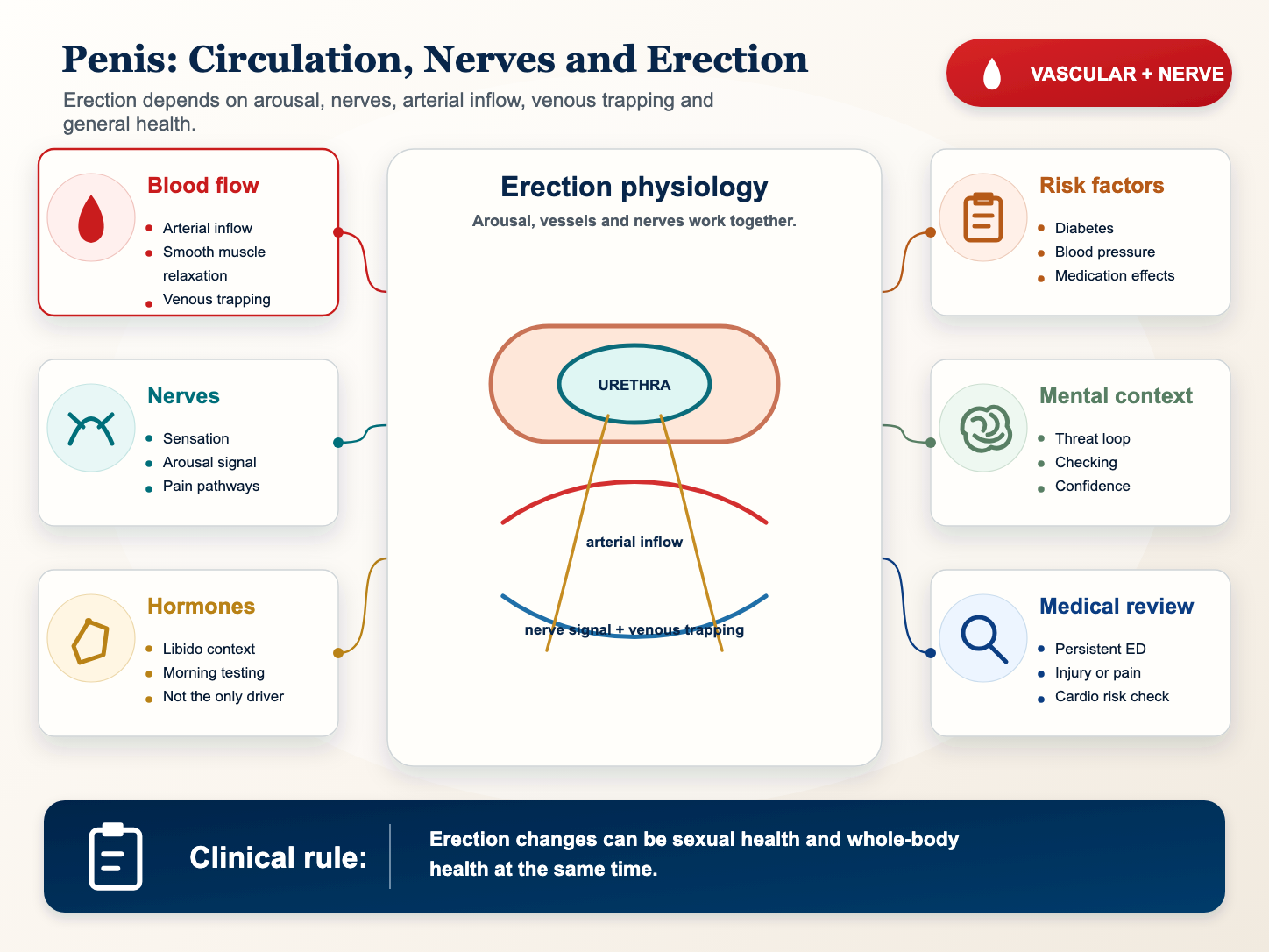 Detailed medical infographic showing penile blood flow, nerve signaling and erection health