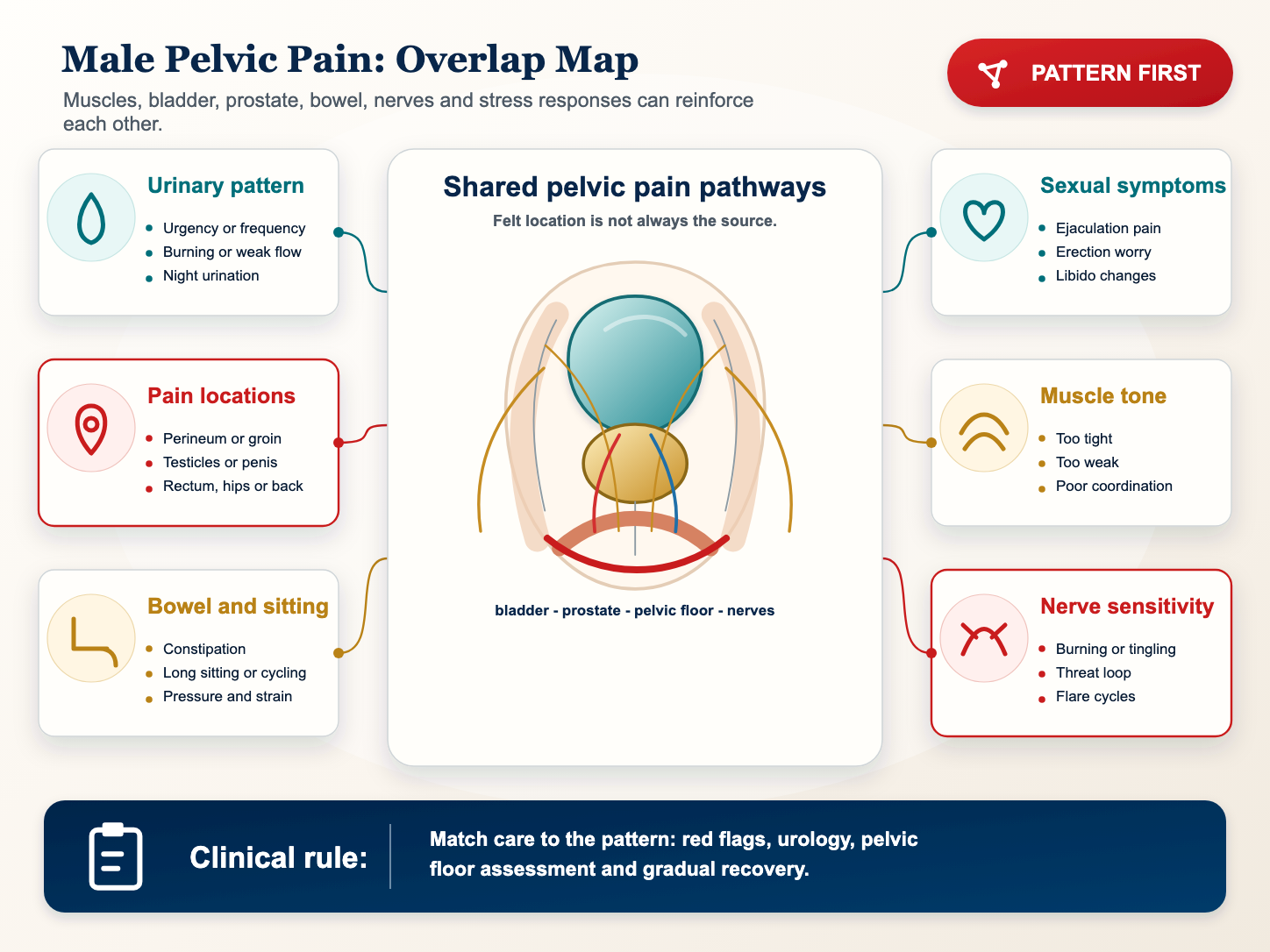 Detailed medical infographic mapping bladder, prostate, pelvic floor muscles, nerves and symptom overlap in male pelvic pain